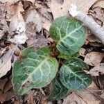 Pyrola picta Leaf