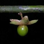 Heisteria macrophylla Fruto