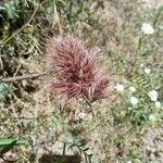 Bromus rubens Flower
