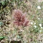 Bromus rubens Flor