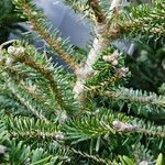 Abies koreana Buveinė