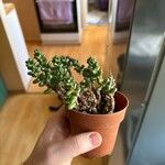 Sedum furfuraceum Лист