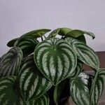 Peperomia argyreiaFolha