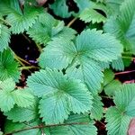 Fragaria × ananassa Leht