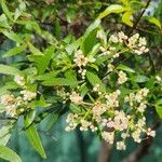 Ceratopetalum gummiferum Hoja