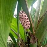 Asplundia insignis Flor
