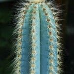 Pilosocereus magnificus Ліст