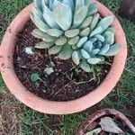 Pachyphytum bracteosum পাতা