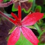 Pelargonium inquinans Flower