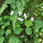 Begonia picta Кветка