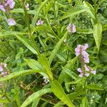 Physostegia virginiana 葉