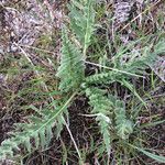 Balsamorhiza hookeri Habitat