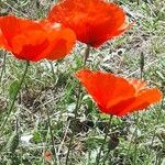 Papaver rhoeas Λουλούδι