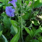 Ruellia tuberosa फूल