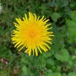 Sonchus arvensisLorea