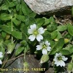 Cerastium pedunculatum Yeri