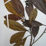 Manilkara paraensis Other