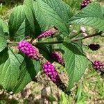 Lantana trifolia Fruit