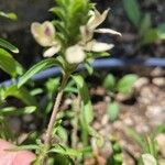 Tetramerium nervosum 葉