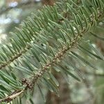 Abies cephalonica Levél