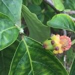 Cornus nuttallii Fruit