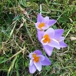 Crocus versicolorKvet