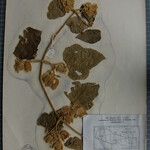 Clematis buchananiana Altres