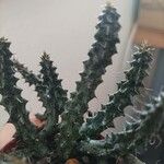 Edithcolea grandis List