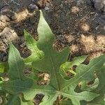 Brachychiton discolor Hoja