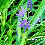 Camassia leichtlinii Flor