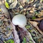 Dioscorea bulbifera Fruit