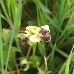 Ophrys bombylifloraFlower