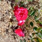 Rosa chinensis Flors