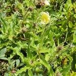Hieracium berardianum Libunga