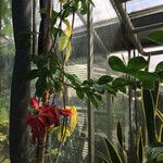 Passiflora racemosa Hábito