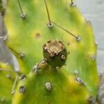 Opuntia ficus-indica Vaisius