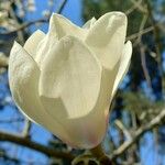 Magnolia denudata Кветка
