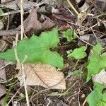 Hexastylis arifolia Hostoa