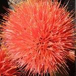 Scadoxus multiflorus Λουλούδι