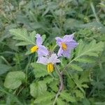 Solanum sisymbriifolium Květ