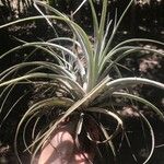 Tillandsia pohliana 葉