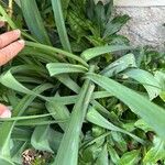 Ornithogalum candicans Hoja