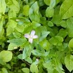 Epilobium hornemannii Folha