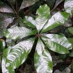 Englerophytum oblanceolatum Leaf