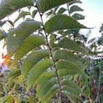 Ulmus rubra Leaf