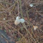 Symphoricarpos albus 果實