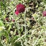 Knautia macedonica Агульны выгляд