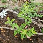 Jasminum fluminense Blad