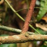 Pycnobotrya nitida Φλοιός