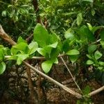 Pisonia aculeata Plante entière